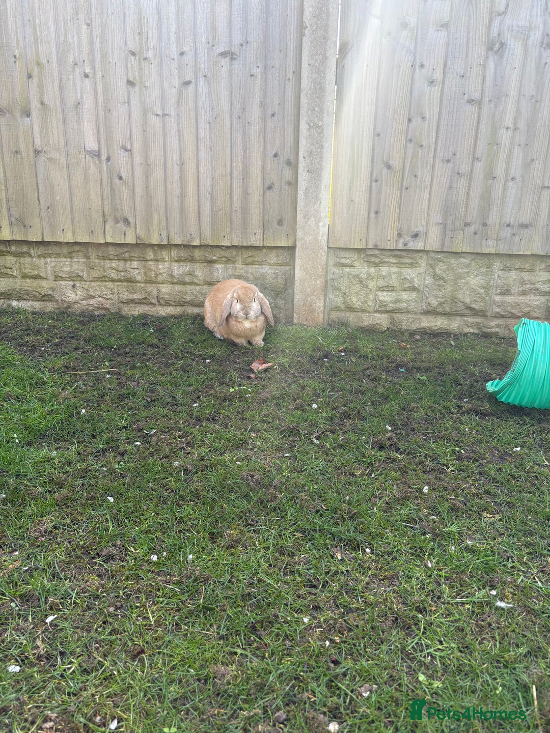 Mini Lop rabbits for sale: 2 x bonded mini male lops - Image 7