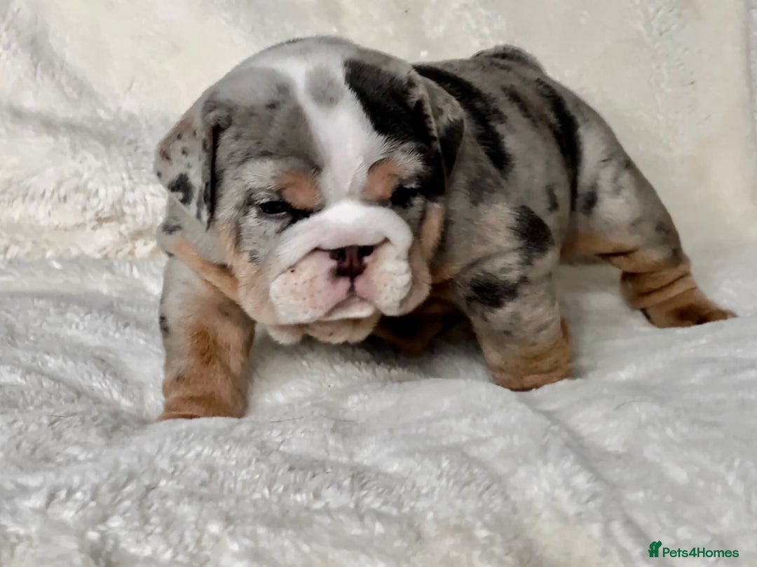English Bulldog dogs for sale: British bulldog  - Image 9