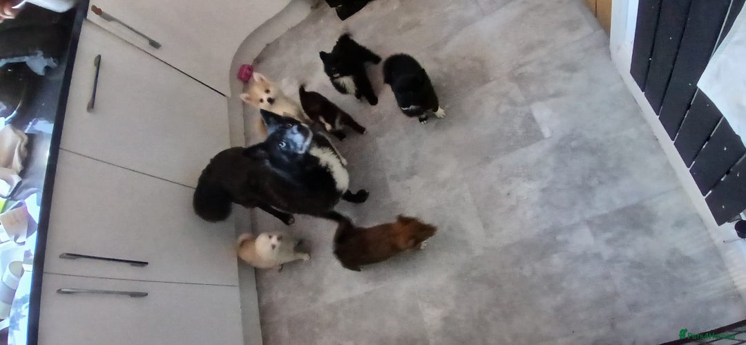 Pomsky dogs for sale: Amazing puppys - Advert 2