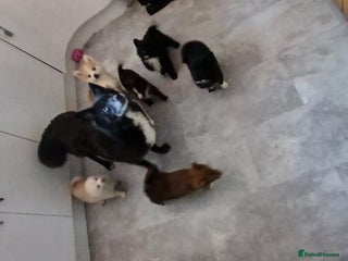 Pomsky dogs Amazing puppys - Advert 1