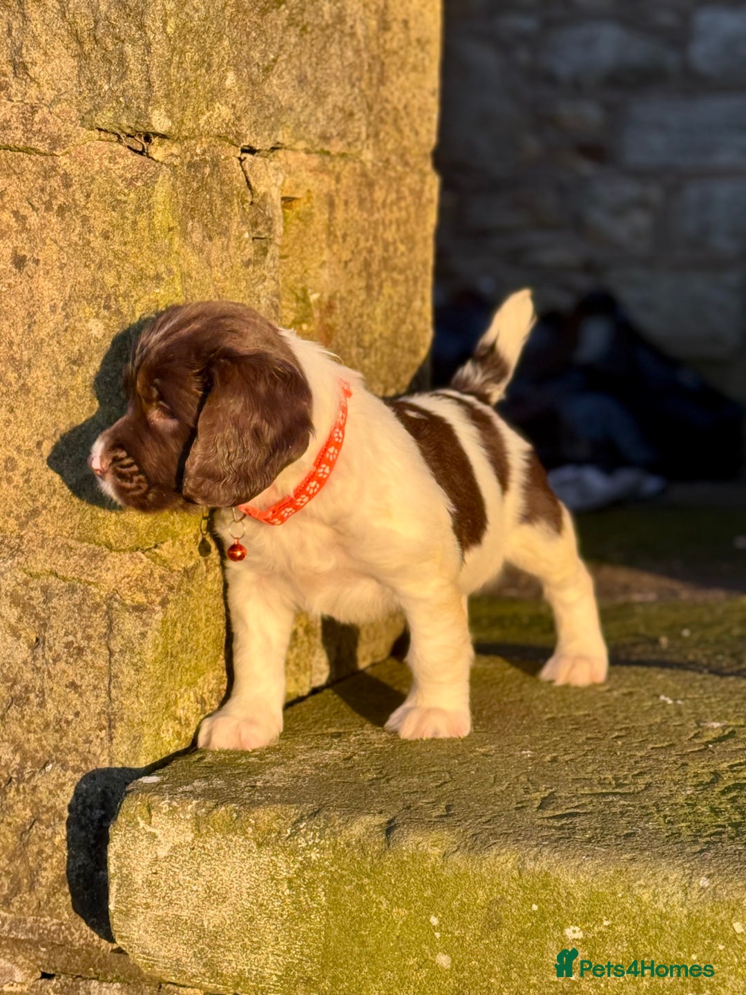English Springer Spaniel dogs for sale: Beautifully marked, kc registered, legally docked. - Advert 25