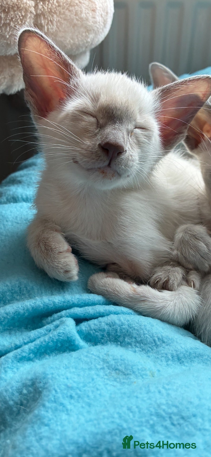 Siamese cats for sale: Healthy beautiful GCCF registered siamese - Advert 4