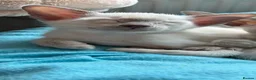 Siamese cats for sale: Healthy beautiful GCCF registered siamese - Advert 1