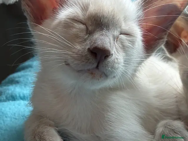 Siamese cats for sale: Healthy beautiful GCCF registered siamese - Advert 4