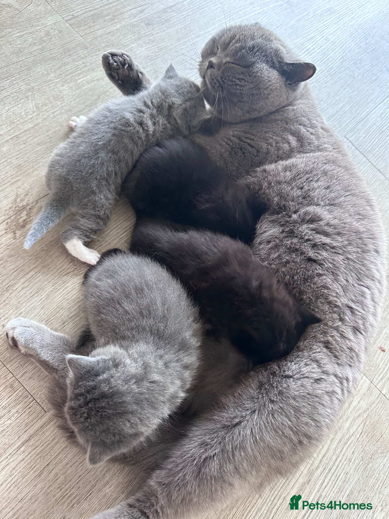Mixed Breed cats Half British short hair kittens  - Advert 1