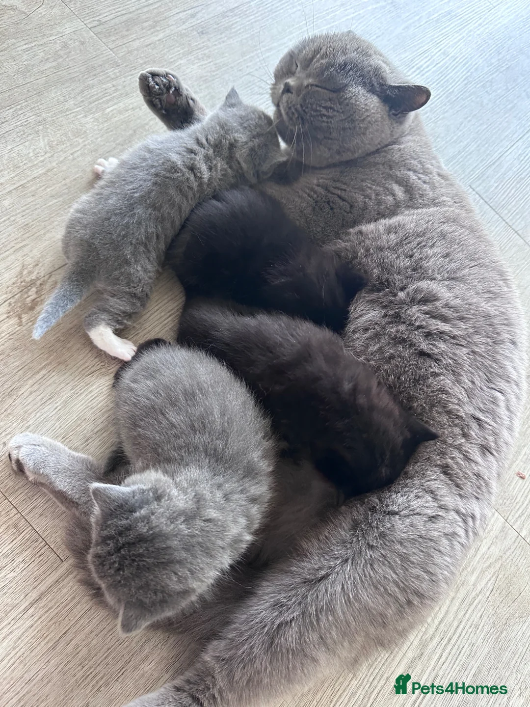 Mixed Breed cats for sale: Half British short hair kittens  - Advert 1