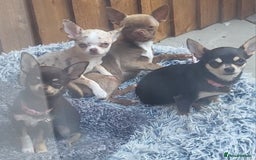 Chihuahua dogs for sale: Chihauhuas For Sale - Image 1