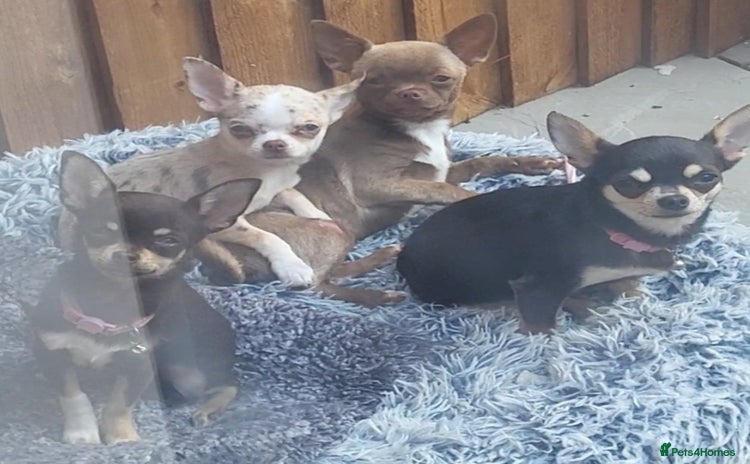 Chihuahua dogs - Advert 2