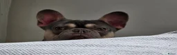 French Bulldog dogs for sale: French bulldog  - Advert 6