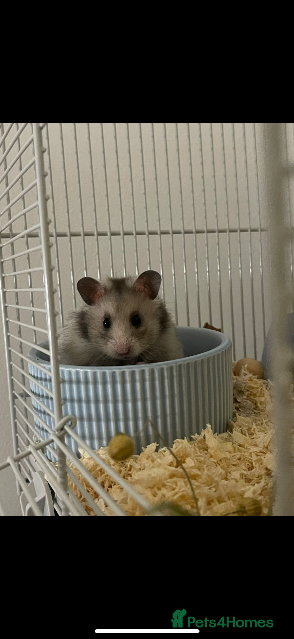 Hamster rodents for sale: Long haired Syrian hamster in Solihull - Advert 4