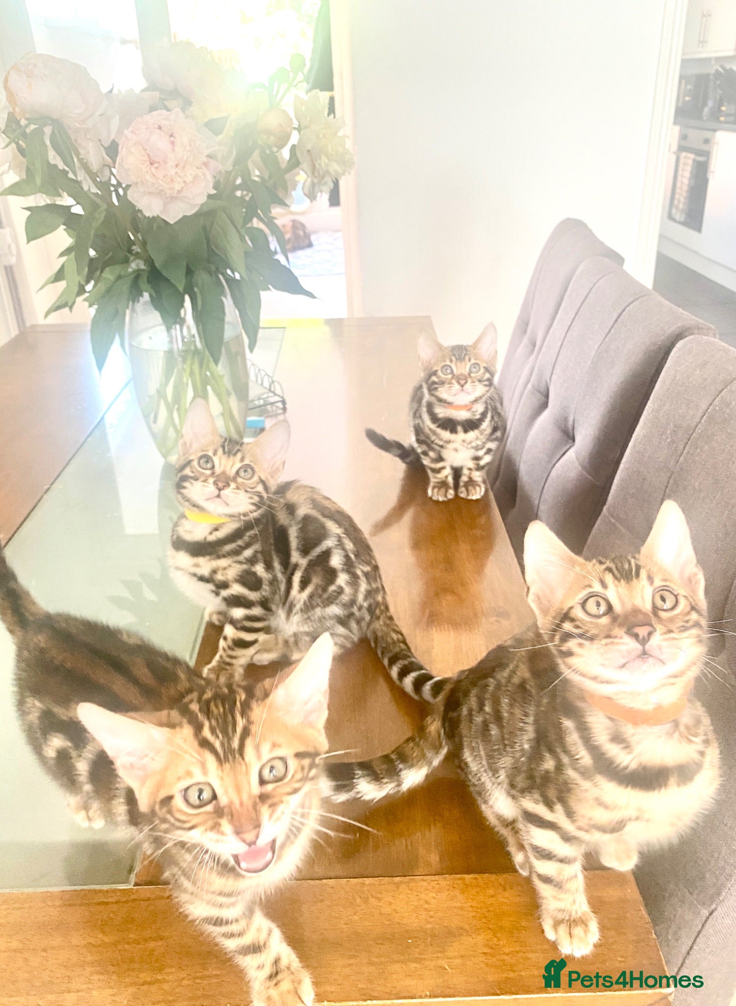 Bengal cats Bengal Wonderful Kitten.TICA registered😸😽😻✨✨✨ - Advert 2