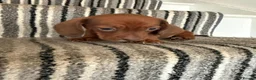 Dachshund dogs for sale: 🐾 Gorgeous Mini Dachshund Puppies 1 Boy & 1 Girl  - Advert 13