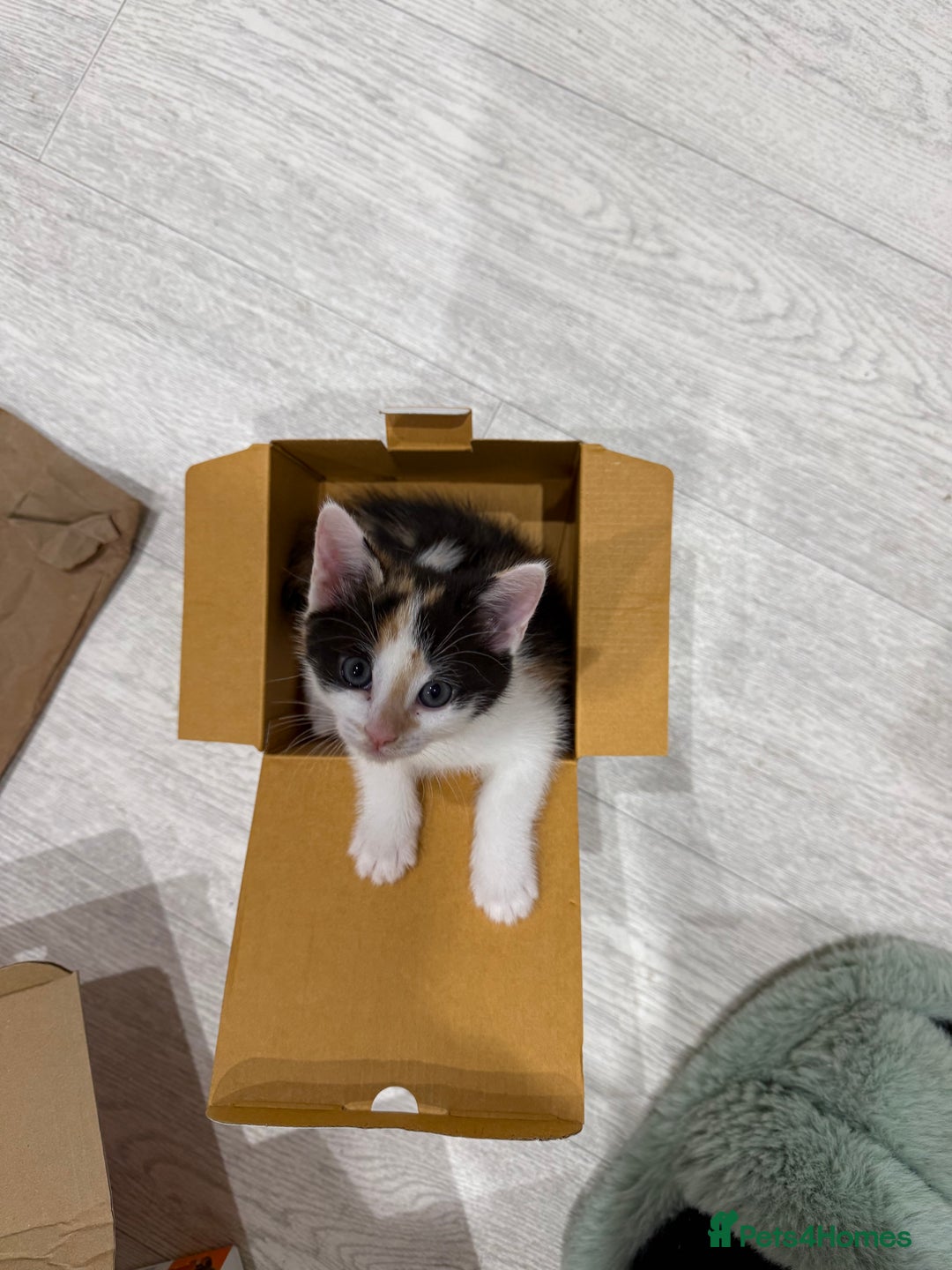 Oriental cats for sale: Sweet Little Calico Baby - Image 3