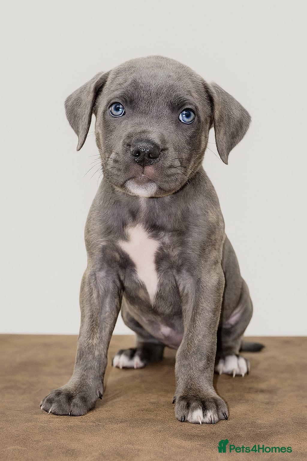 Cane Corso dogs Russian/Romanian cane corso pups Available  - Advert 4