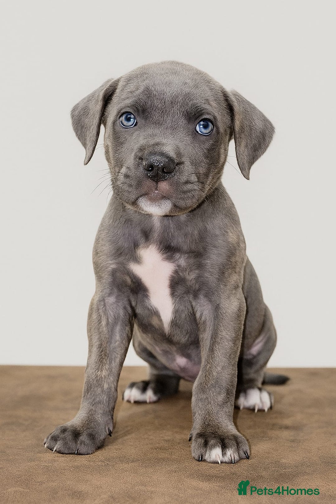 Cane Corso dogs for sale: Russian/Romanian cane corso pups Available  - Advert 1