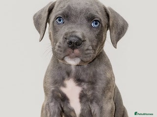 Cane Corso dogs Russian/Romanian cane corso pups Available - Advert 4