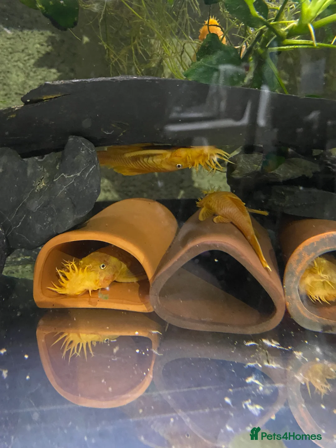 Plecos fish for sale: Blue eye lemon bristlenose plecos in Tamworth - Advert 4
