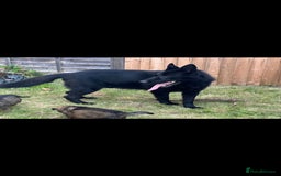 German Shepherd dogs for stud: Gorgeous German Shepherd For Stud in Kidderminster - Image 16
