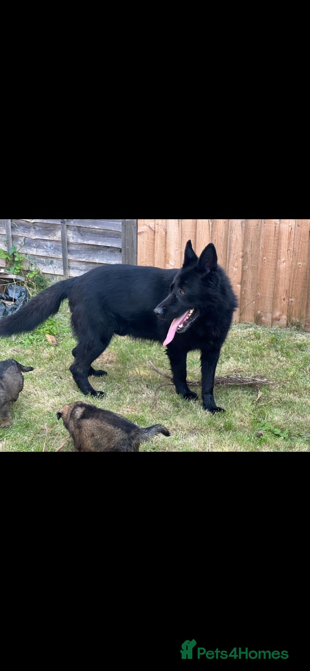 German Shepherd dogs for stud: Gorgeous German Shepherd For Stud in Kidderminster - Image 16
