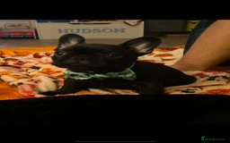 French Bulldog dogs for sale: Loving Frenchie looking for a new home - Image 4