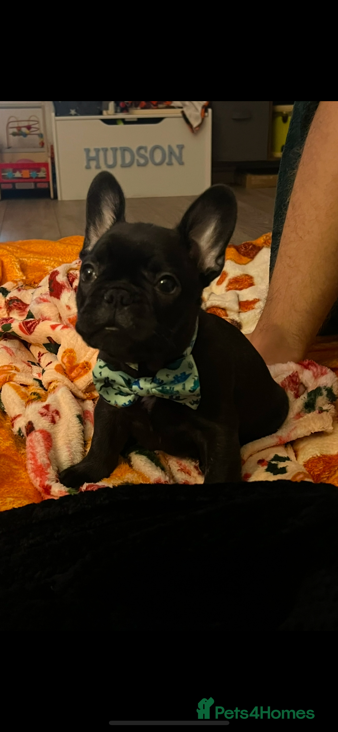 French Bulldog dogs for sale: Loving Frenchie looking for a new home - Image 4