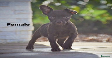 Patterdale Terrier dogs - Advert 3