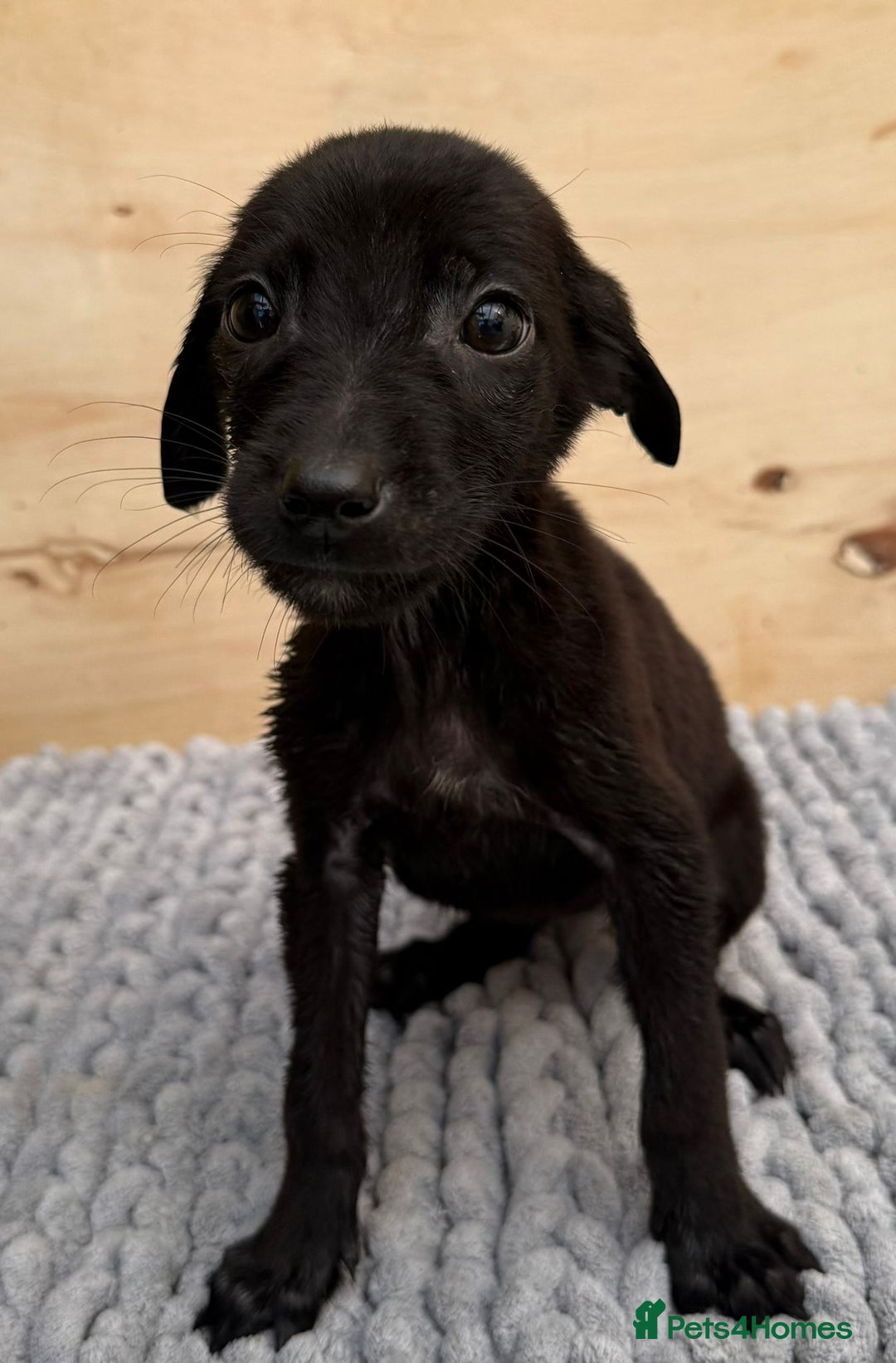 Mixed Breed dogs for sale: German shepherd cross Labrodor - Image 7