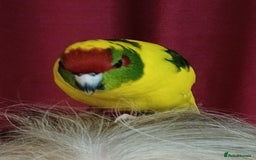 Parakeets birds for sale: Kakariki's x4 handreared kakariki's  - Image 8