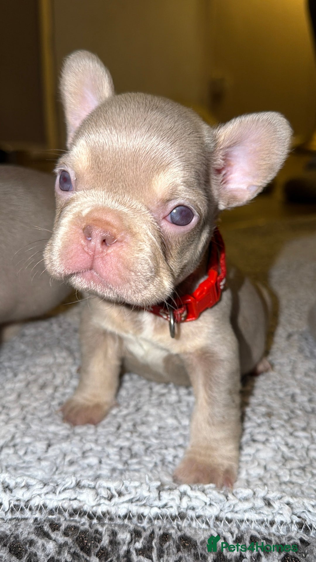 French Bulldog dogs for sale: 6 beautiful Isabella and tan  - Advert 9