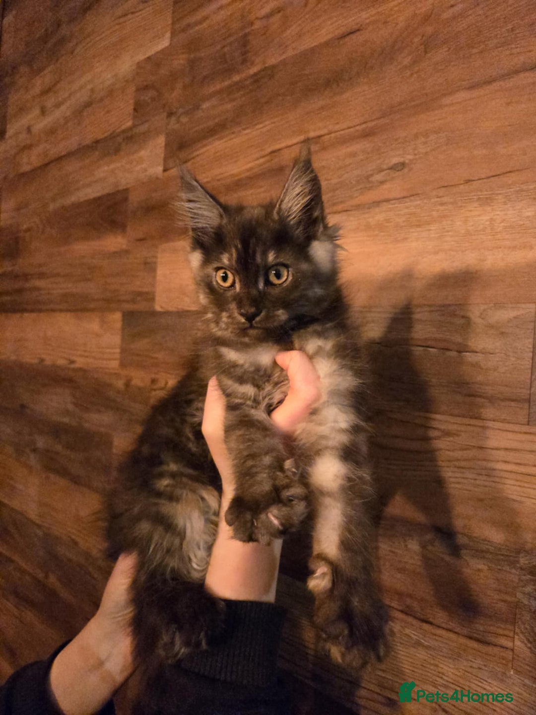 Maine Coon cats for sale: GCCF Maine Coon kittens 1 black F 1 black smoke M - Advert 22