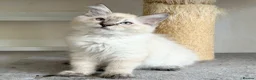 Ragdoll cats for sale: Ready Now - Lap Cat, Cuddly, Affectionate  - Advert 6