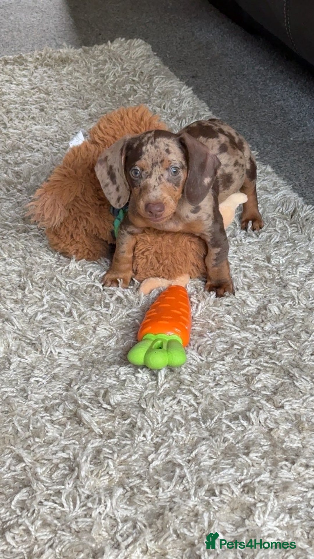 Dachshund dogs for sale: Dachshund puppy - Advert 6