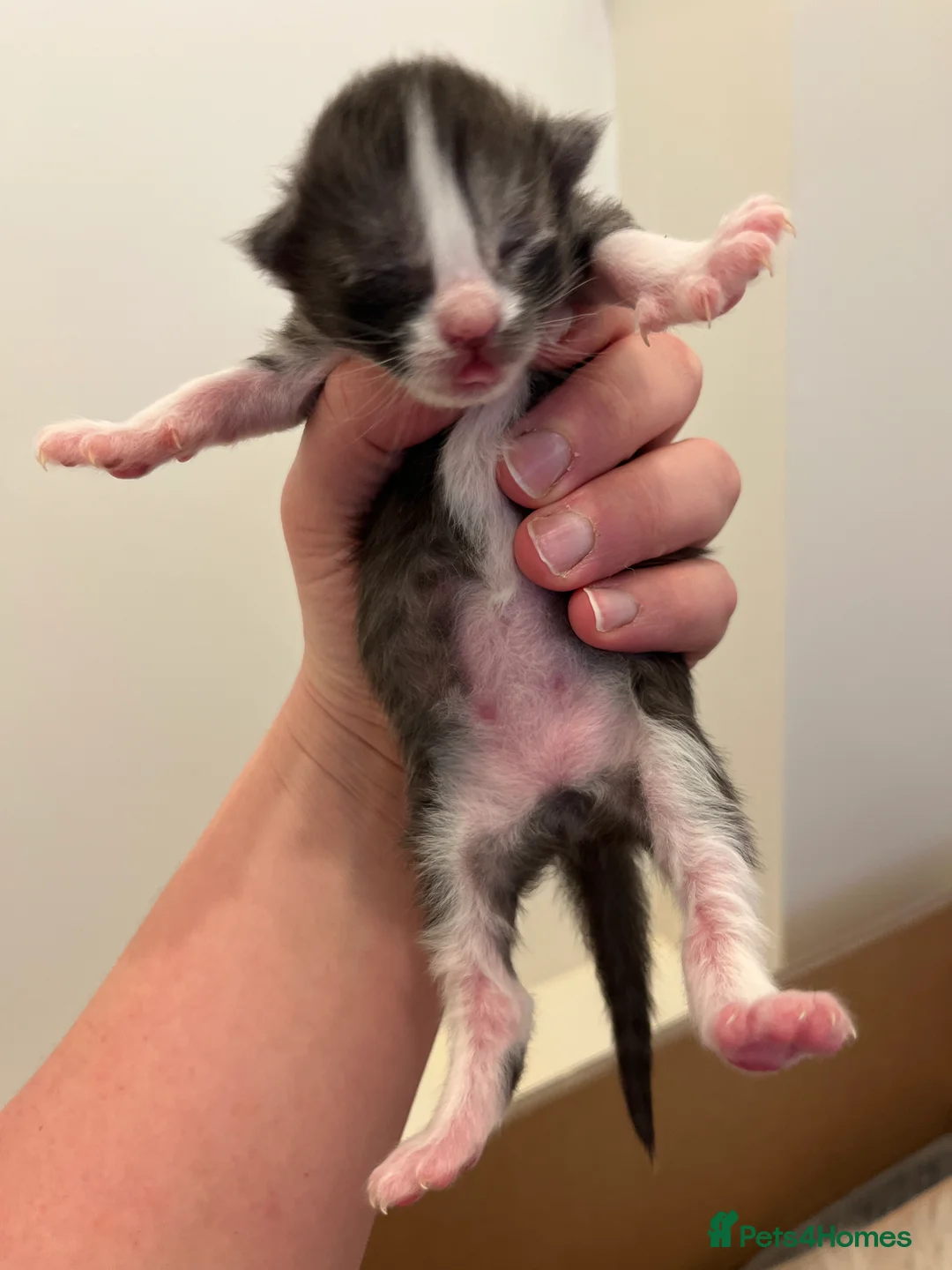 Mixed Breed cats for sale: Ragdoll x Mainecoon Kittens  in Sandown - Advert 3