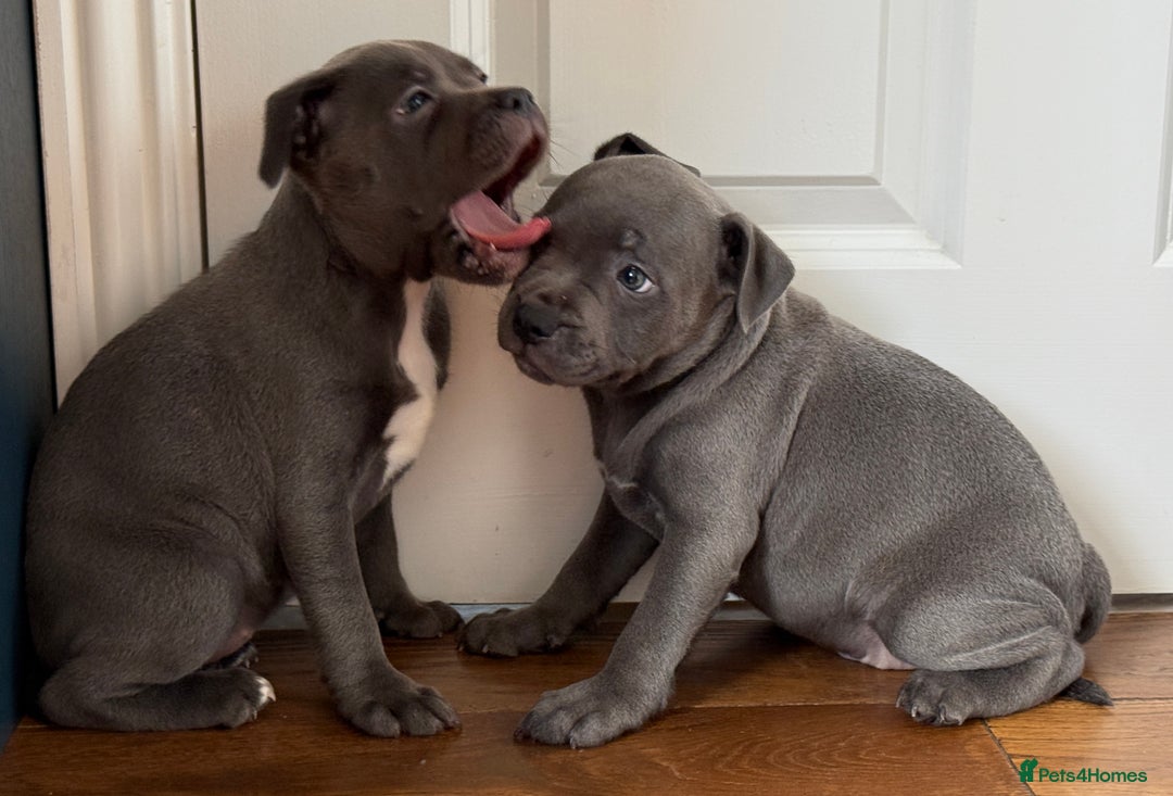 Staffordshire Bull Terrier dogs for sale: 🐾 Beautiful KC Fully Vaccinated Girl Available 🐾 in Peterborough - Image 20