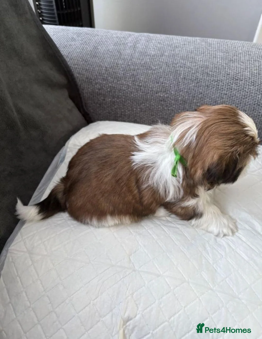 Shih Tzu dogs for sale: Shih  Tzu Puppies in Sutton - Advert 9