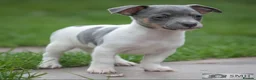 Jack Russell dogs for sale: Beautiful baby jack russells ready now - Advert 9
