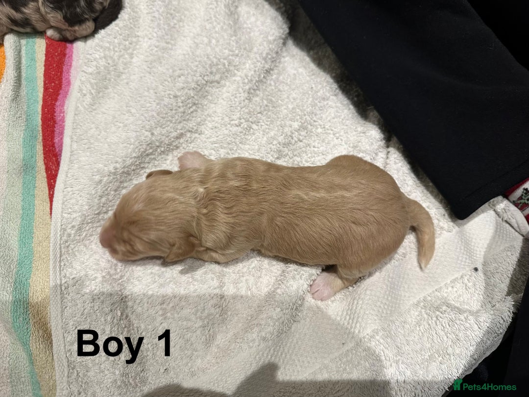 Cavapoo dogs for sale: F1B Cavapoo Puppies - Advert 4