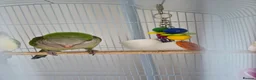 Parrots birds for sale: 1.5 year old male Quaker Parrot  in Manchester - Advert 2