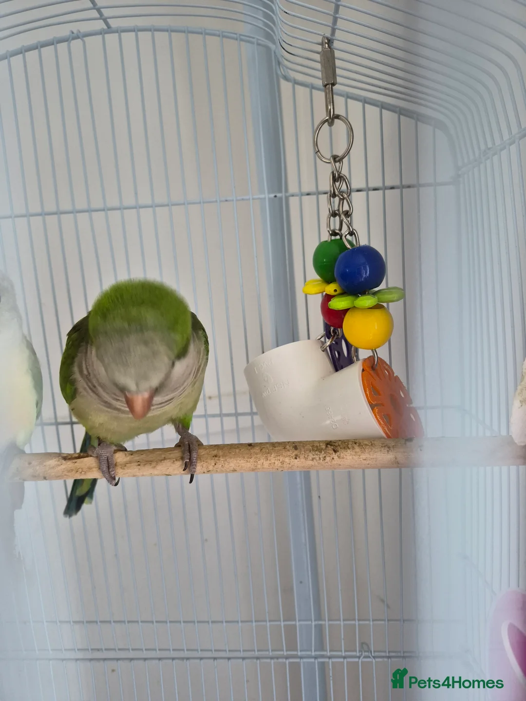 Parrots birds for sale: 1.5 year old male Quaker Parrot  in Manchester - Advert 2