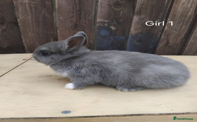 Netherland Dwarf rabbits - Advert 8