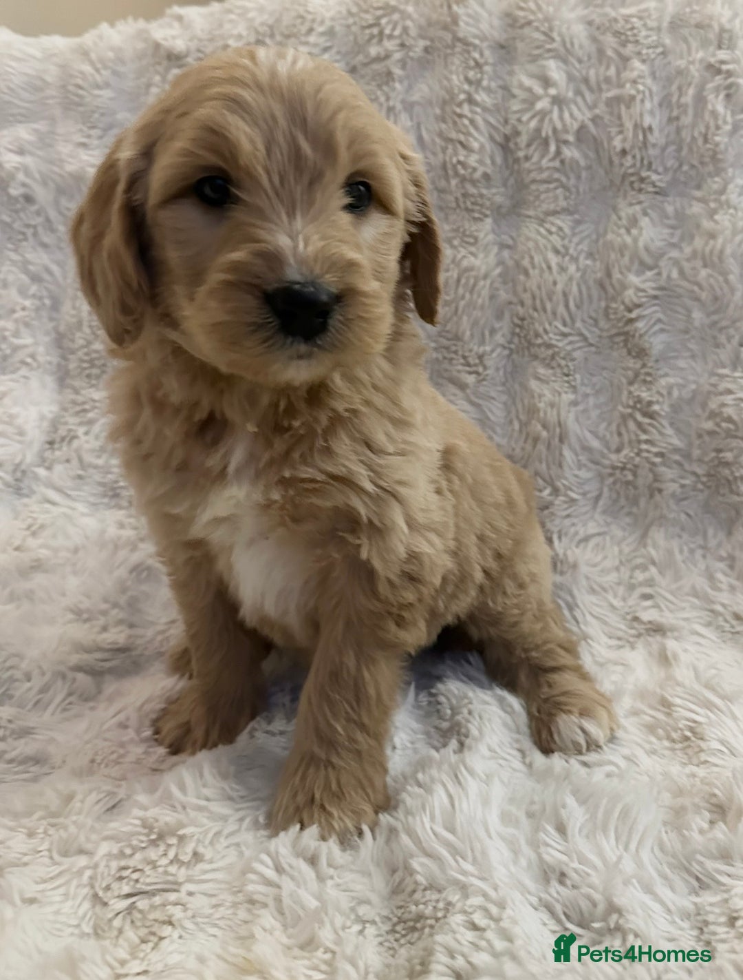 Goldendoodle dogs for sale: Beautiful golden doodles  - Advert 13