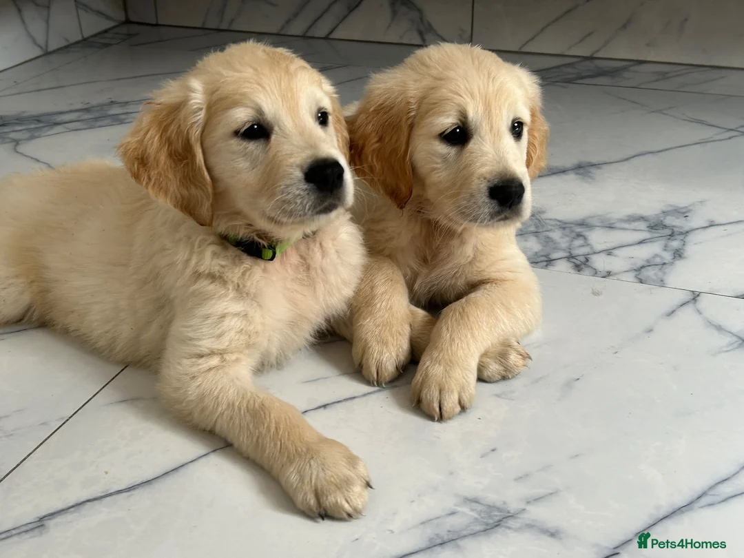 Golden Retriever dogs for stud: PROVEN KC GOLDEN RETRIEVER STUD – 6 LITTERS – £550 - Advert 7