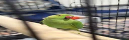 Ringnecks birds for sale: Young Indian Ringneck with cage  in Edgware - Advert 2