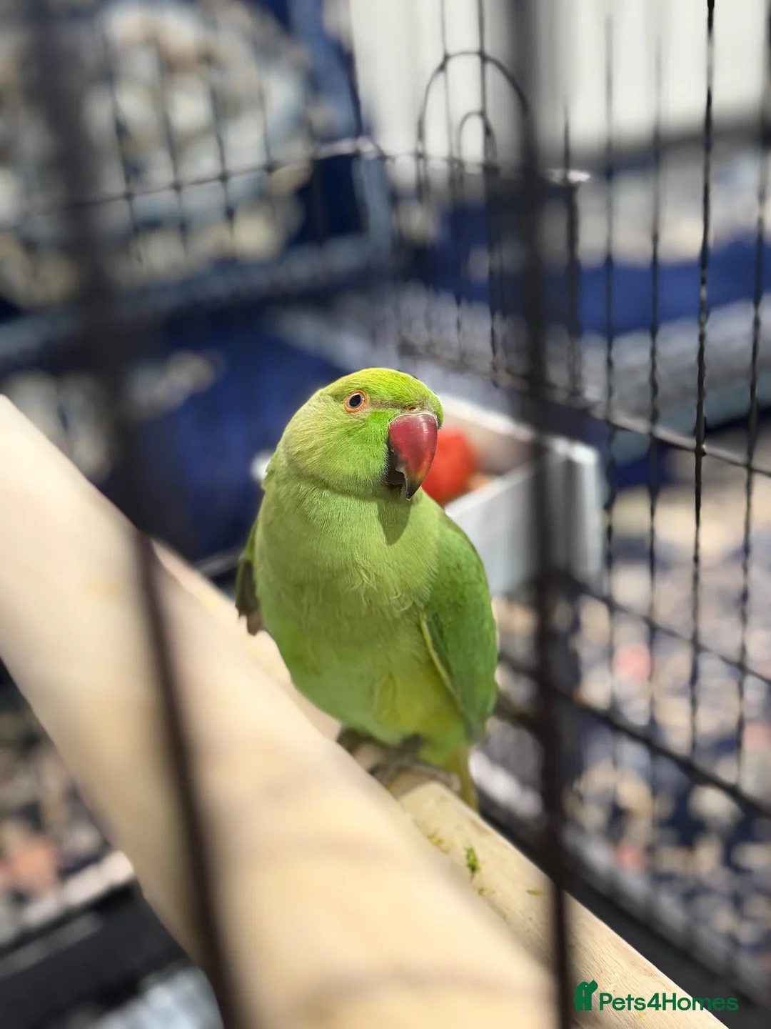 Ringnecks birds for sale: Young Indian Ringneck with cage  in Edgware - Advert 2