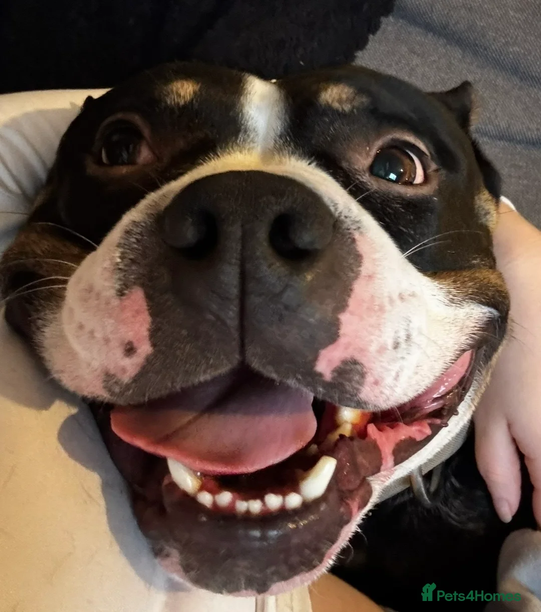 Mixed Breed dogs for sale: 4 year old microbully - Advert 5