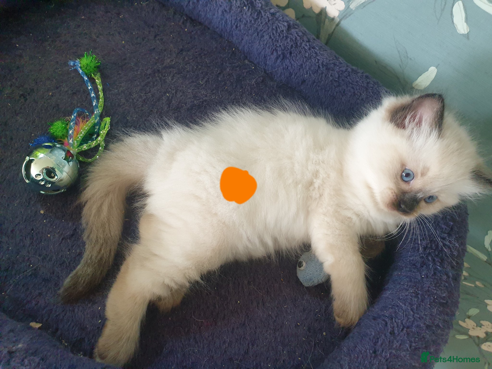 Ragdoll cats for sale: Ragdoll fluffy kittens x 4 chocolate seal point - Advert 14