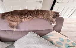 Ragdoll cats for sale: Loving Ragdoll Cats Looking for a New Home £500 in Bolton - Image 12