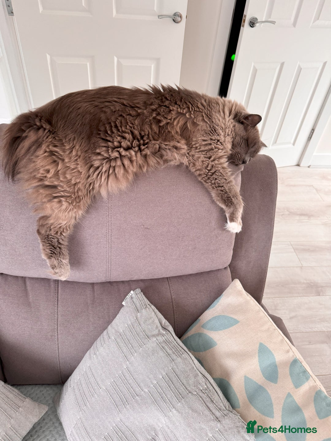 Ragdoll cats for sale: Loving Ragdoll Cats Looking for a New Home £500 in Bolton - Image 12