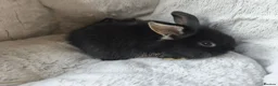 Mini Lop rabbits for sale: Stunning Mini Lion Lops - Advert 5