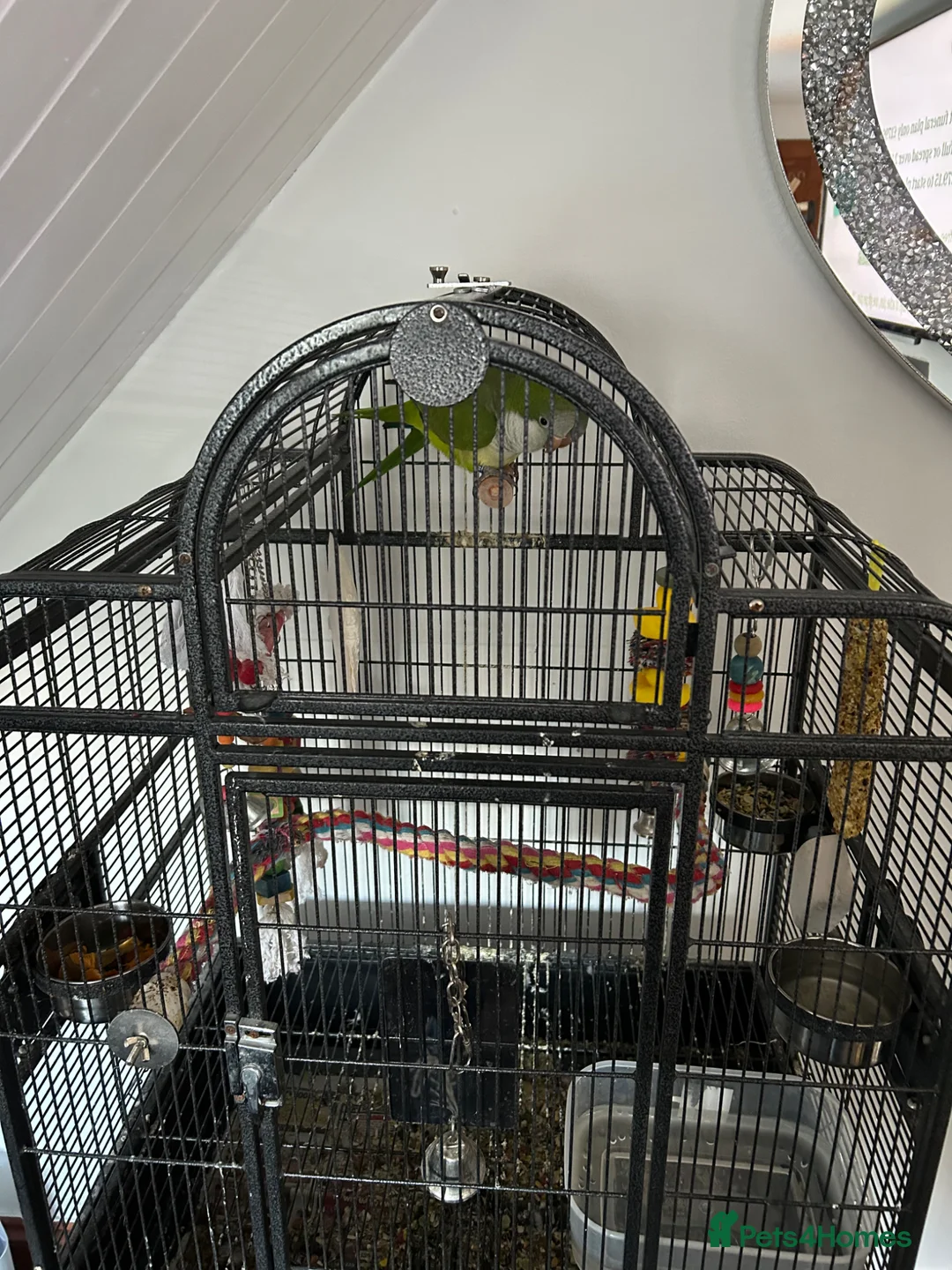 Parakeets birds for sale: Pair of Quaker parrotlets for sale in Skegness - Advert 2